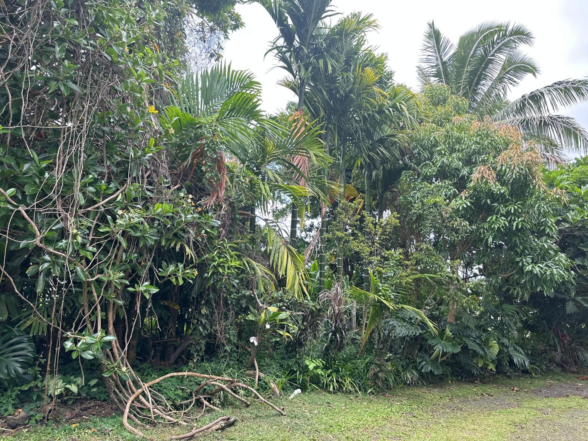 Hawaiian Ohana Home Hilo Buitenkant foto