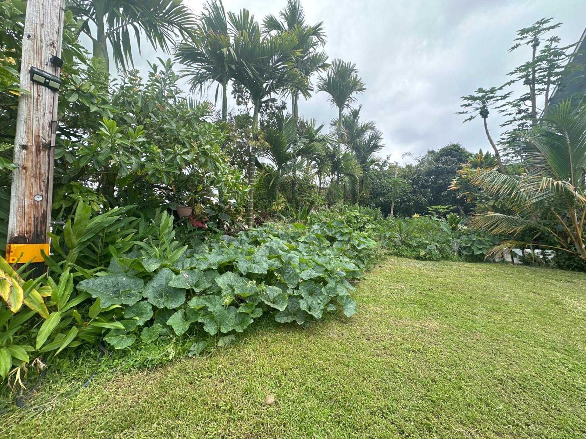 Hawaiian Ohana Home Hilo Buitenkant foto