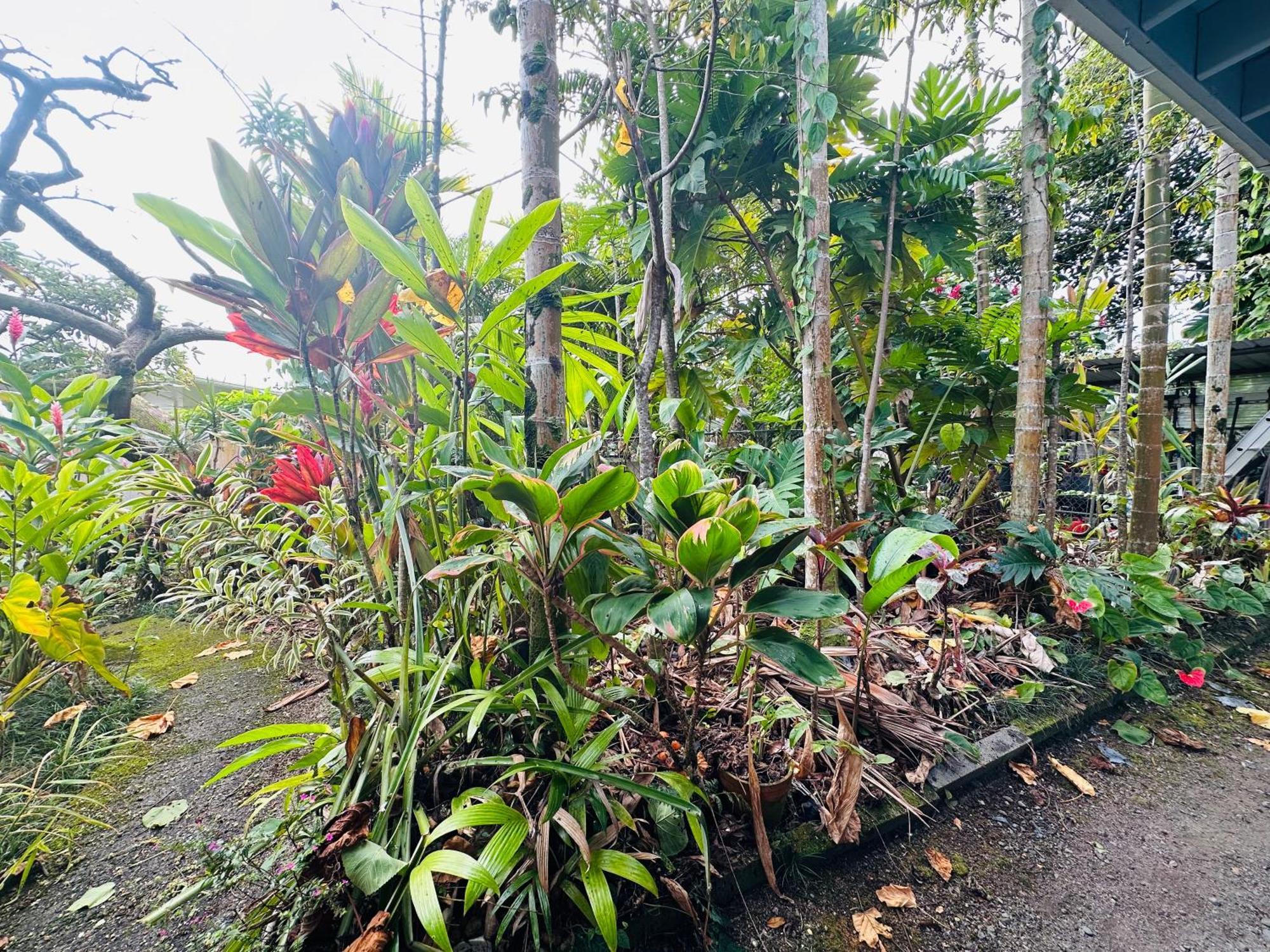Hawaiian Ohana Home Hilo Buitenkant foto