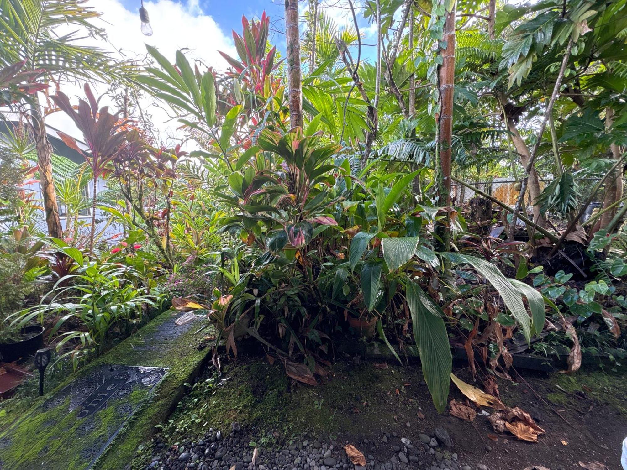 Hawaiian Ohana Home Hilo Buitenkant foto